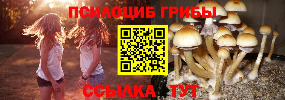 Красногорск  Галлюциногенные грибы GOLDEN TEACHER  Вход с VPN  купить наркотики цена  Псилоцибиновые грибы Psilocybe 